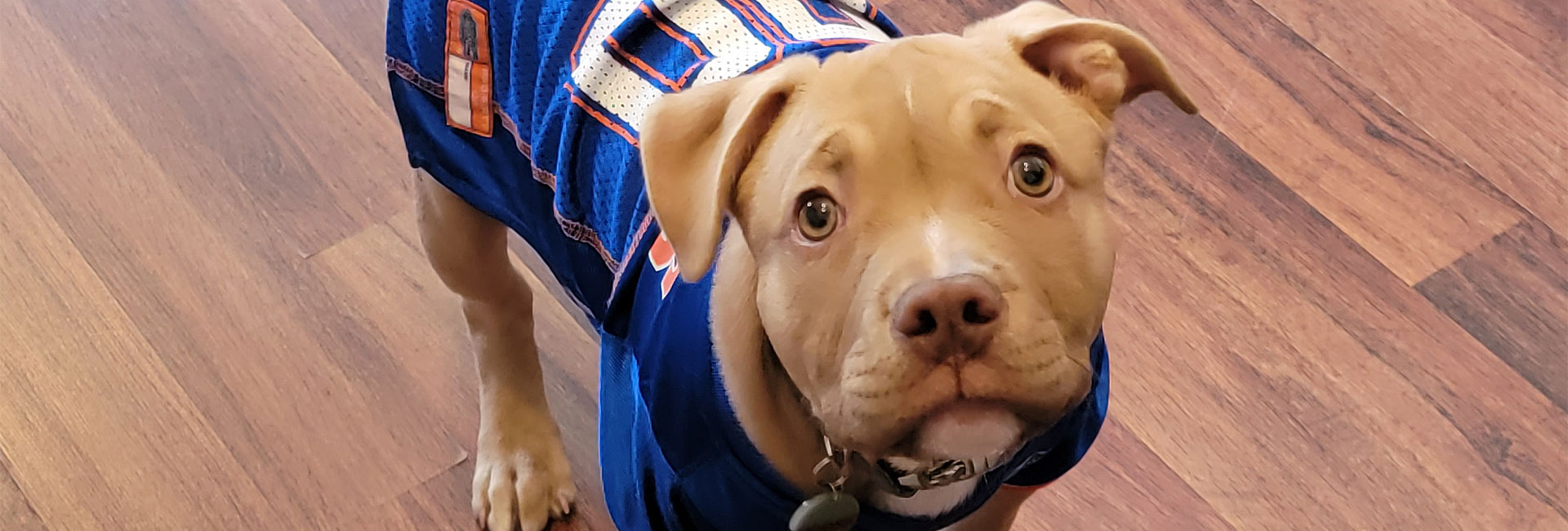 Dog dressed in jersey in waiting area